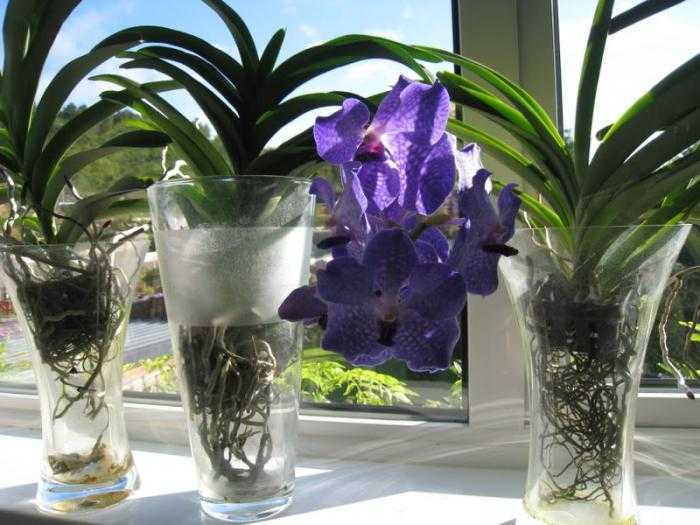 Орхидея ванда: описание, выращивание и уход в домашних условиях