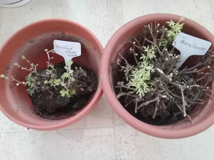 Нужно ли обрезать хризантемы на зиму и как их укрывать