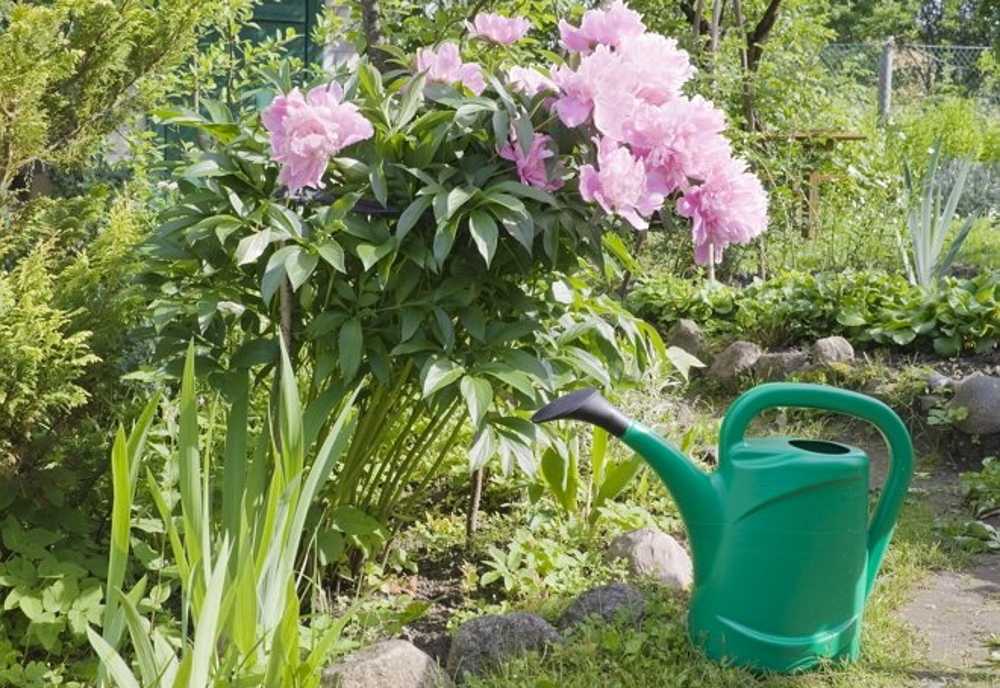 Подкормка пионов весной: чем лучше удобрить для пышного цветения