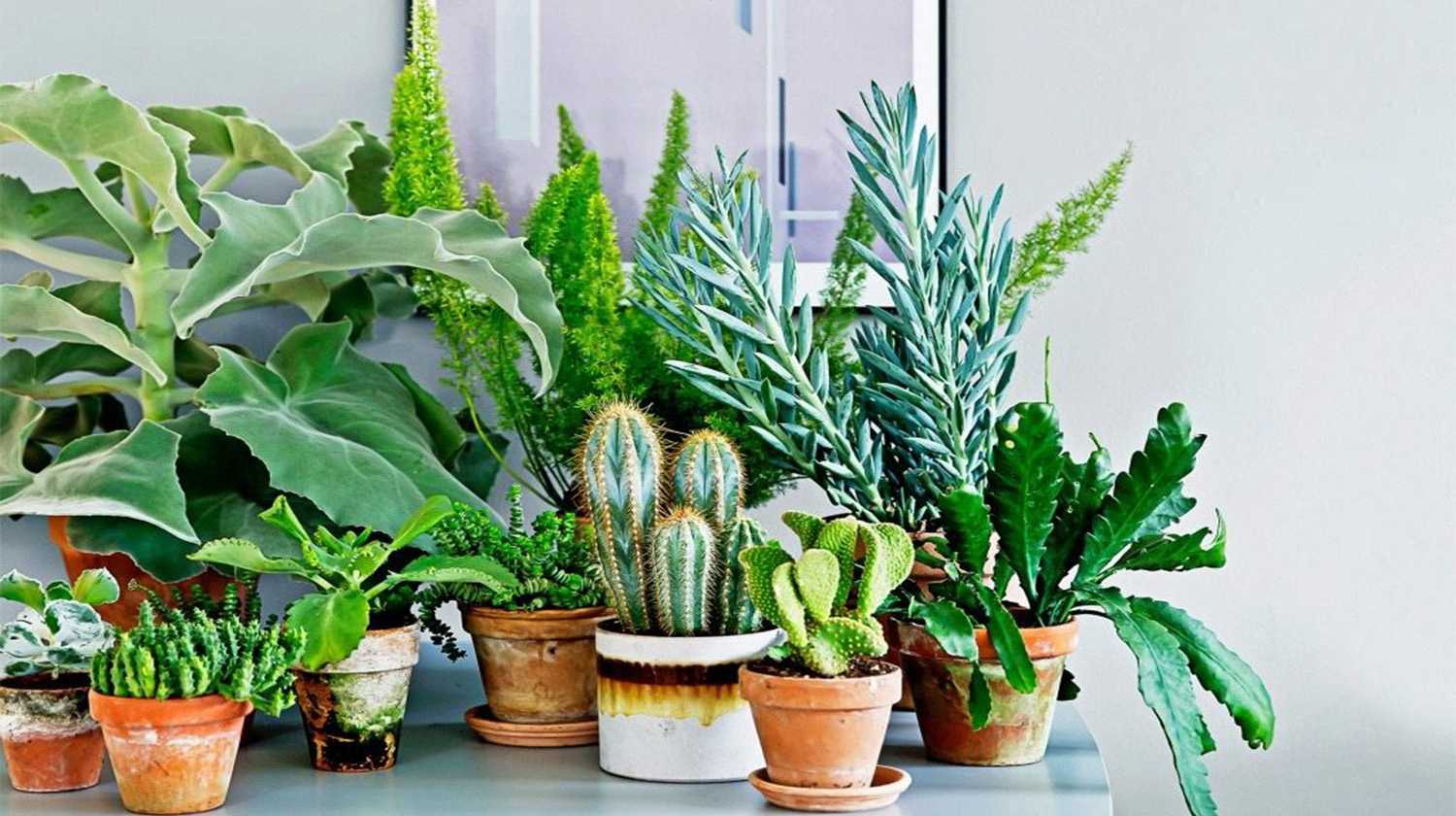 Самые крупные комнатные растения. преимущества. топ-23 растения