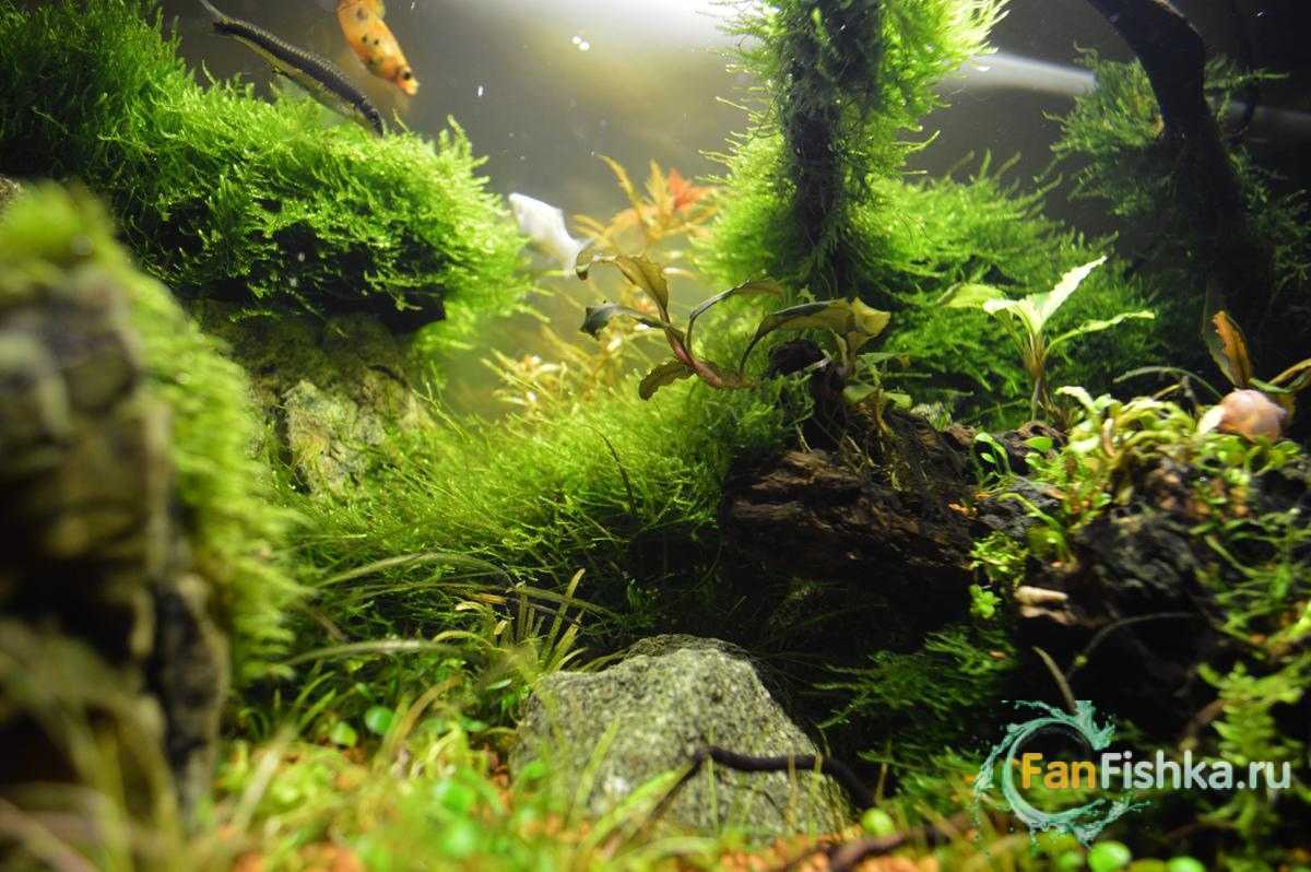 Как вырастить яванский мох в аквариуме: фото, посадка и содержание