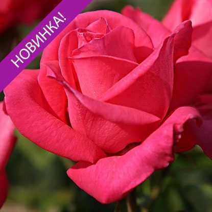 Роза дабл делайт – двухцветная и ароматная красавица в вашем саду