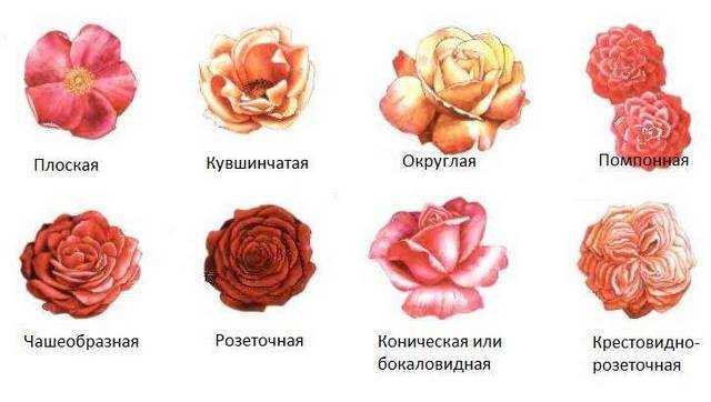Чем роза флорибунда отличается от чайно-гибридной? особенности и отличия роз. какая из них лучше?