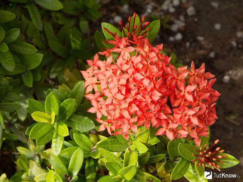 Цветок иксора: уход, выращивание и размножение в домашних условиях