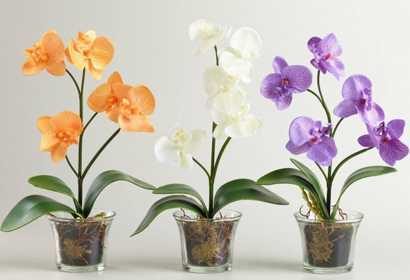 Чем удобрять орхидеи в домашних условиях