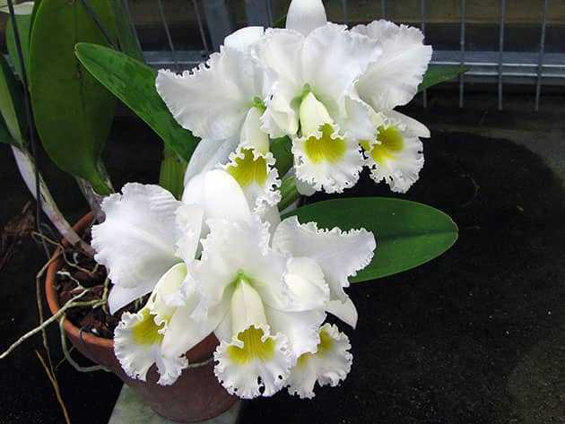 Выращивание орхидеи каттлея дома: как посадить, размножение, цветение