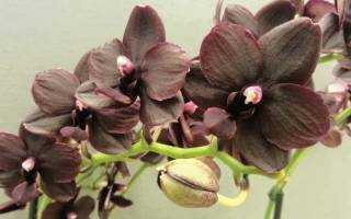 Орхидея каттлея: как выглядит и как правильно ухаживать