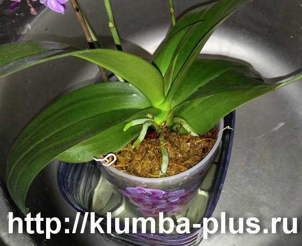 Полив орхидеи: как поливать во время цветения и после, сколько раз в неделю, какой водой