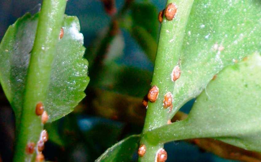 Почему у каланхоэ сохнут и желтеют листья: виды болезней растения, что делать