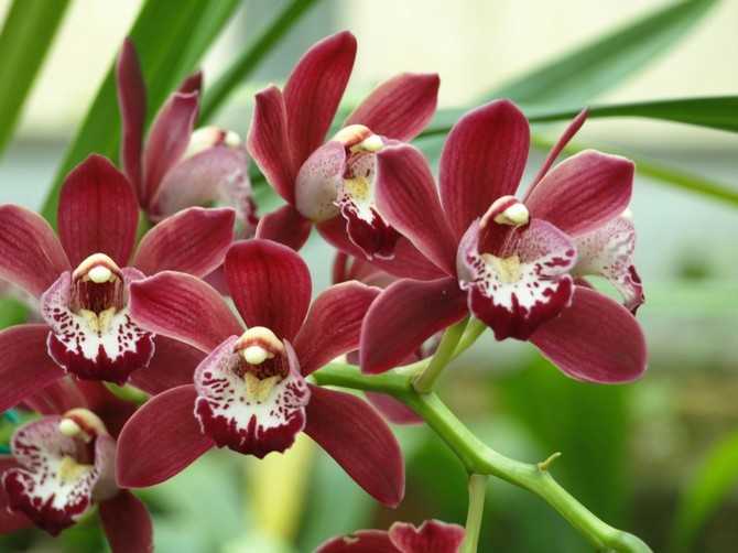 Цимбидиум - особенности сельской орхидеи | cельхозпортал