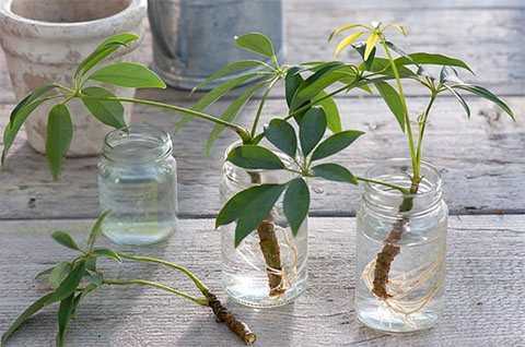 Кактусы - домашние растения
