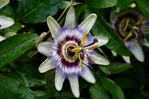 Цветок пассифлора: уход в домашних условиях, выращивание из семян, виды, свойства