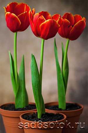 Сорта тюльпанов (66 фото): виды и их названия. каких цветов бывают тюльпаны? характеристика сортов «веранди» и «антарктика»