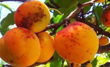 Коккомикоз и монилиоз вишни – описание болезней и методы борьбы