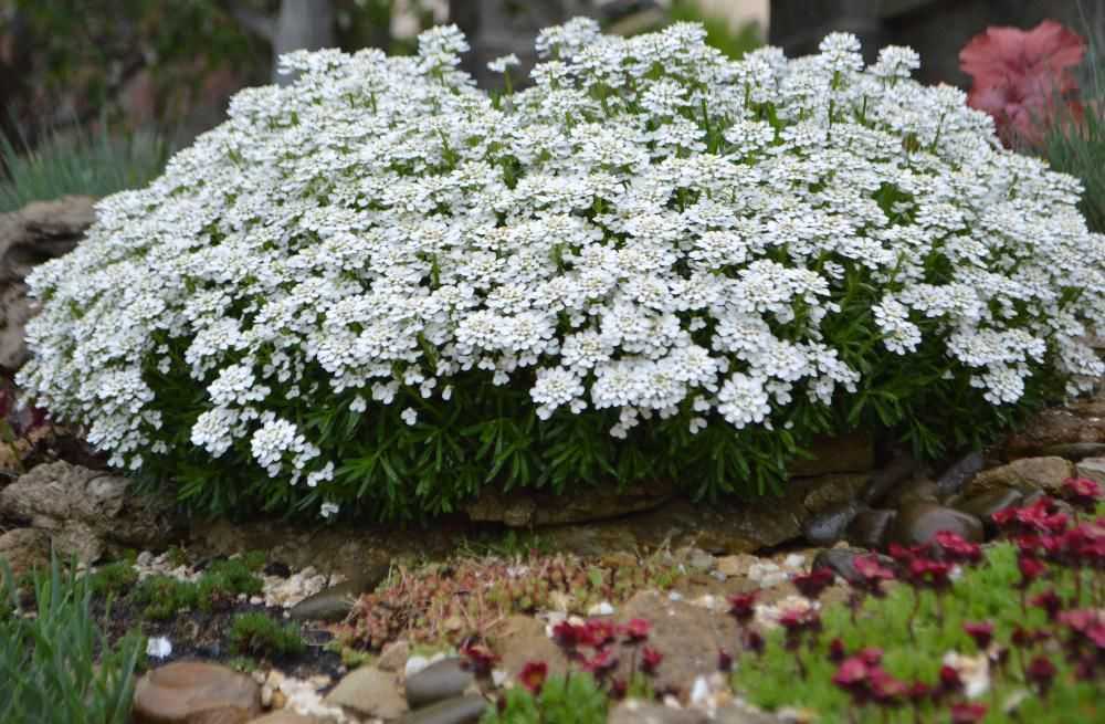 Иберис зонтичный (36 фото): выращивание цветов из семян. когда лучше сажать? описание белых сортов, «гранатовый лед» и «лилициана»
