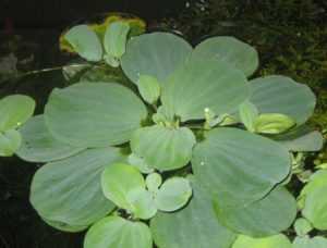 Аквариумное растение пистия, или водяной салат: описание, фото, содержание