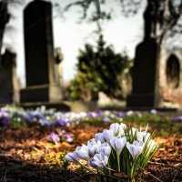 Какие цветы посадить на кладбище: многолетние и неприхотливые растения