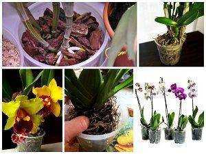Уход за орхидеями: раскрываем секреты