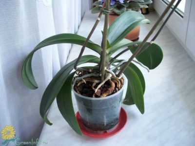 Можно ли обрезать корни у орхидеи?