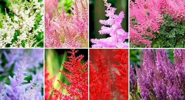 Многолетний цветок астильба: описание сортов растения, выращивание, посадка и уход за астильбой