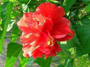 Ухаживание за гибискусом изменчивым (hibiscus mutabilis)