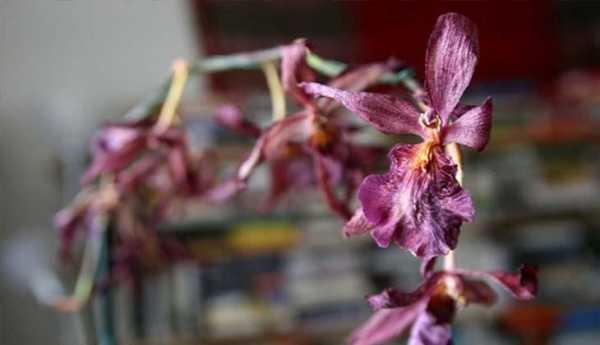 Комнатный цветок панданус в домашних условиях: уход, полив, виды с фото и названиями
