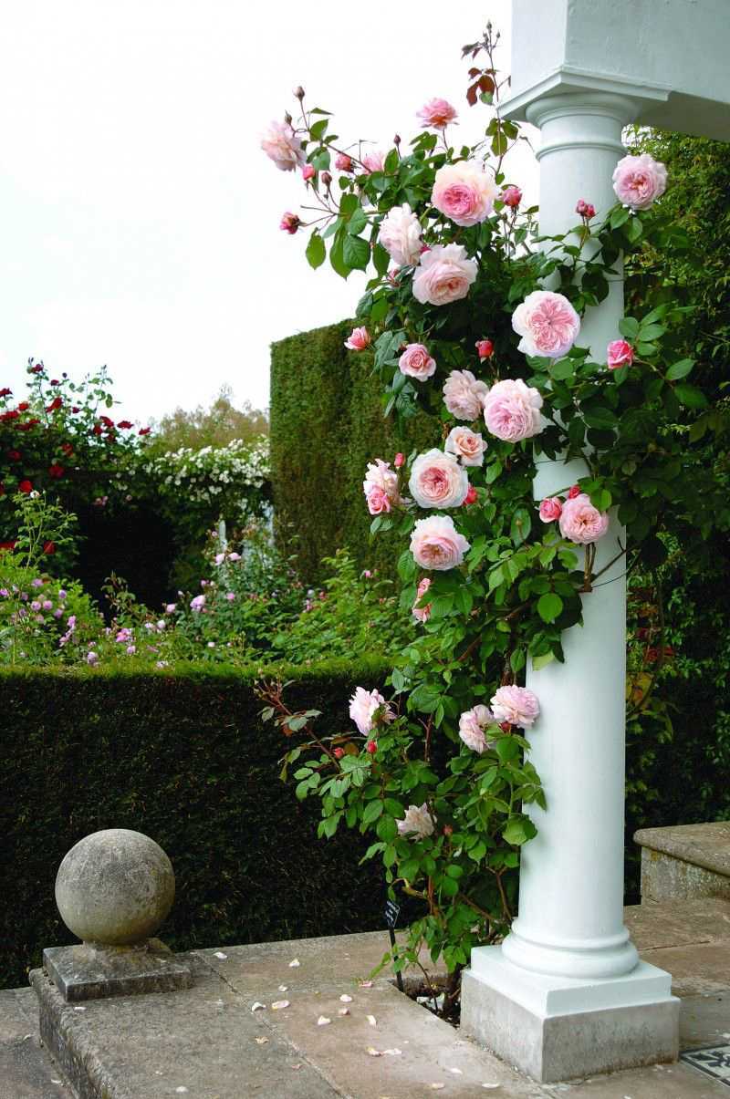 Обрезка плетистых роз для начинающих: нужно ли проводить процедуру весной, на зиму, осенью и летом и как правильно делать формирование цветка?дача эксперт
