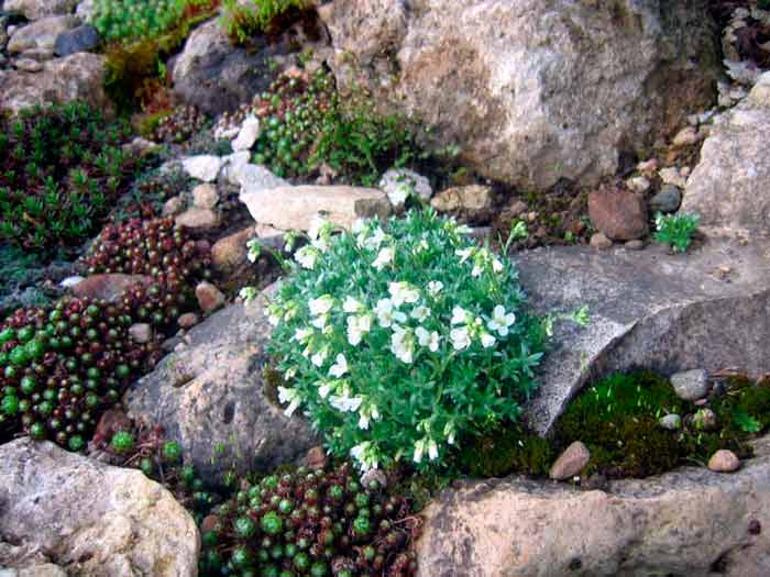Арабис альпийский, выращивание из семян чудо-ковра