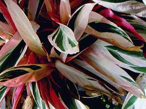 Строманта уход в домашних условиях: сохнут кончики листьев, вредители и фото цветка selo.guru — интернет портал о сельском хозяйстве