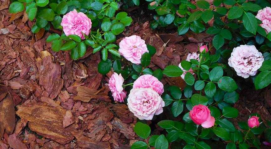 Чем подкормить розы весной после зимы для роста и пышного цветения в саду