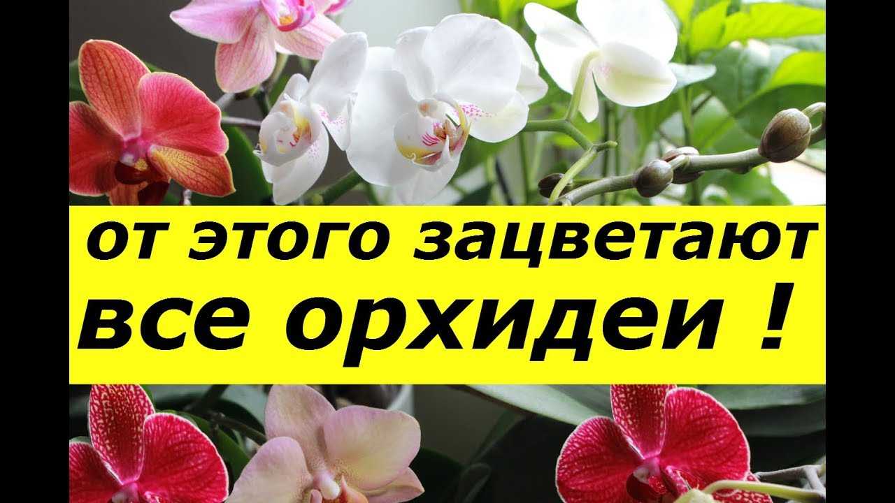 Подкормка орхидеи selo.guru — интернет портал о сельском хозяйстве