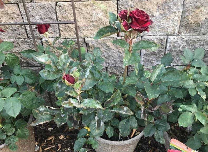 Роза «black baccara» — описание и особенности выращивания