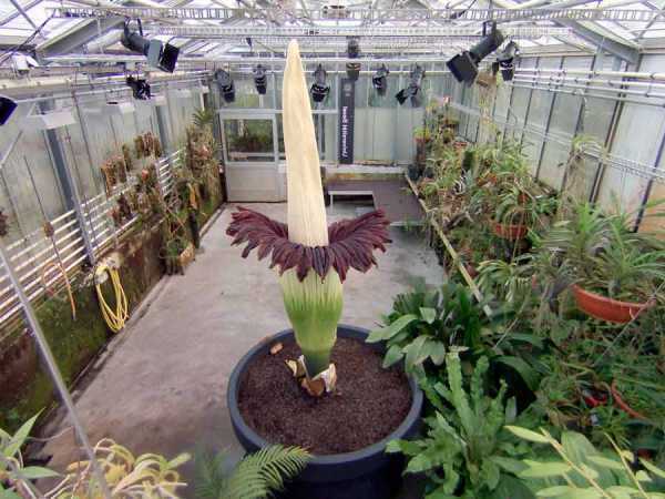 Аморфофаллус титанический (18 фото): особенности гигантского цветка, интересные факты, где он растет
