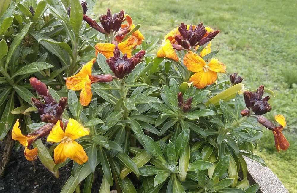 Лакфиоль посадка и уход фото хейрантус выращивание из семян желтофиоль садовая фото цветов