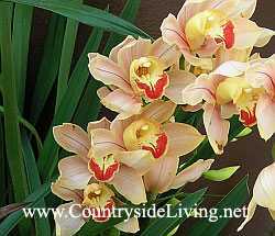 Цимбидиум. уход в домашних условиях за орхидеей цимбидиум. выращивание, посадка и размножение. описание, виды, фото