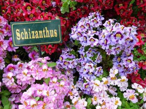 Схизантус (шизантус) — «почти как орхидея»: посадка и уход