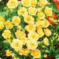 Сорта ароматных роз с фото и описанием
