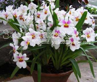 Мильтониопсис – орхидея «анютины глазки» и близкая родственница мильтонии