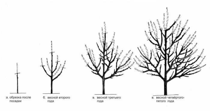 Обрезка абрикоса: формируем крону учитывая особенности дерева