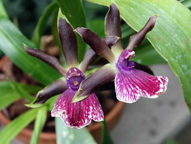 Плейоне – орхидея-павлин, или индийский крокус