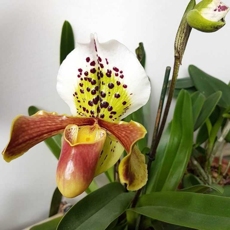 «венерины башмачки», или пафиопедилум — легенда среди комнатных орхидей