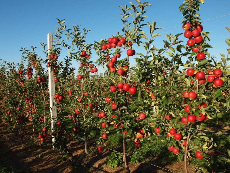 Карликовые яблони в моём саду — сорта и особенности выращивания