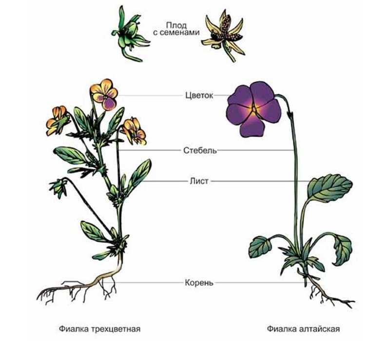 Родина растения фиалки: происхождение комнатного цветка. из какой страны родом домашняя узамбарская сенполия?