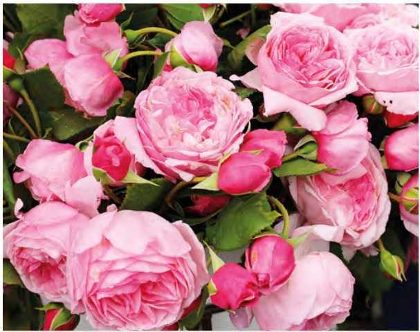 Штамбовые розы: лучшие сорта и правила обрезки - проект "цветочки" - для цветоводов начинающих и профессионалов