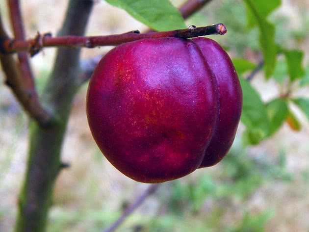 Что такое нектарин? просто лысый персик, или полезный фрукт?