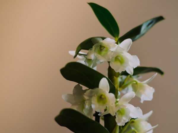 Дендробиум — благородная орхидея
