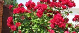Роза плетистая дон-жуан: описание сорта и отзывы