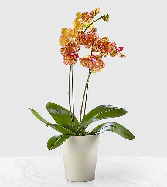 Орхидея: уход в домашних условиях после покупки фото видео