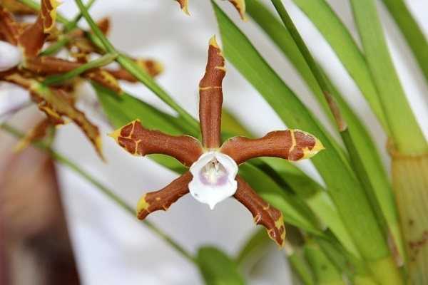 Прекрасная «бабочка» орхидея мильтония — фото и описание сортов, советы по выращиванию