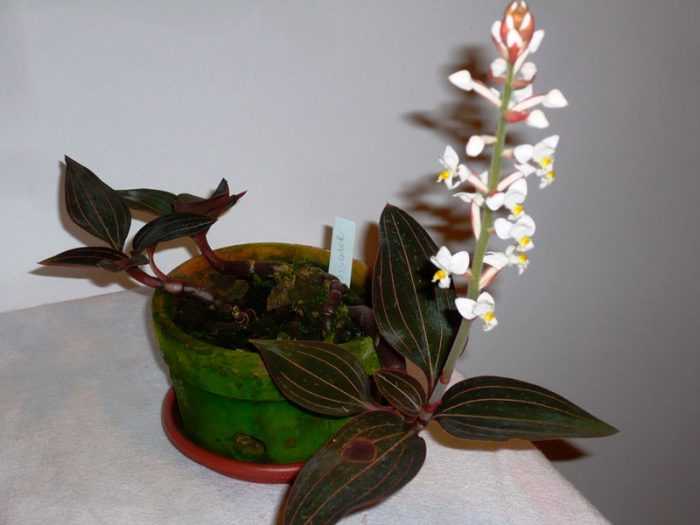 Лудизия – один из видов орхидей с оригинально окрашенными листьями Прекрасно чувствует себя в домашних условиях при соблюдении определённых правил ухода